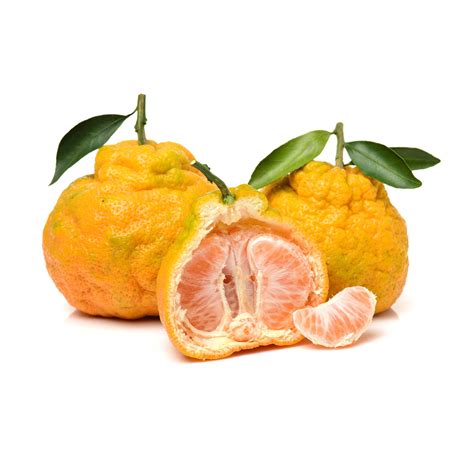 Jamaican tangelo .